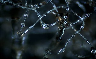 金相顯微鏡用于砂石/塑膠/海綿等產(chǎn)品檢測