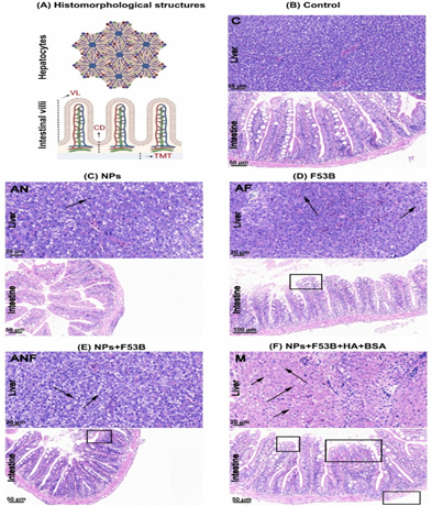 明美數(shù)字切片掃描儀揭示納米塑料與污染物協(xié)同毒性機制