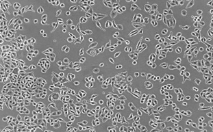 明美顯微鏡在出入境檢驗檢疫局病毒學實驗室中的應用