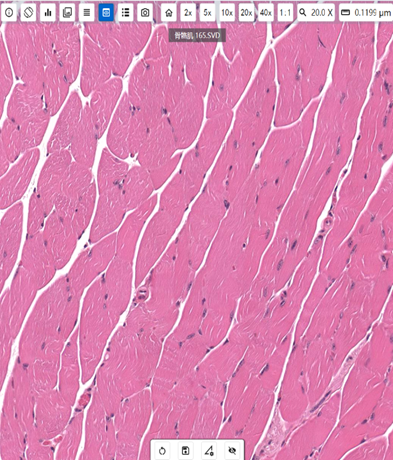 明美熒光切片掃描儀應(yīng)用石河子大學(xué)食品加工和安全