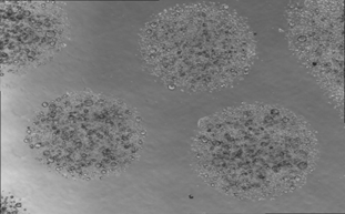 “類器官”技術的崛起，是對動物模型的一種傾軋嗎？